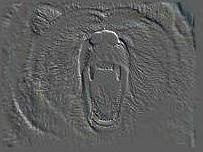 Grizzly_Bear_9783.jpg